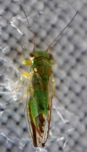 Arytaina genistae